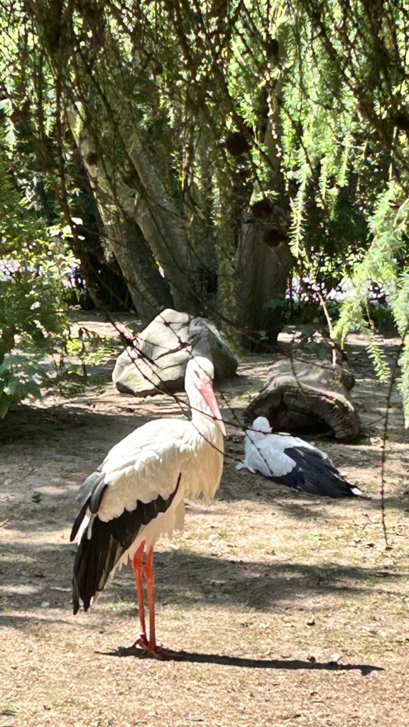 Ein wenig kühler ist der Tag heute losgegangen und so haben wir gemeinschaftlich beschlossen, wir gehen in den Zoo.