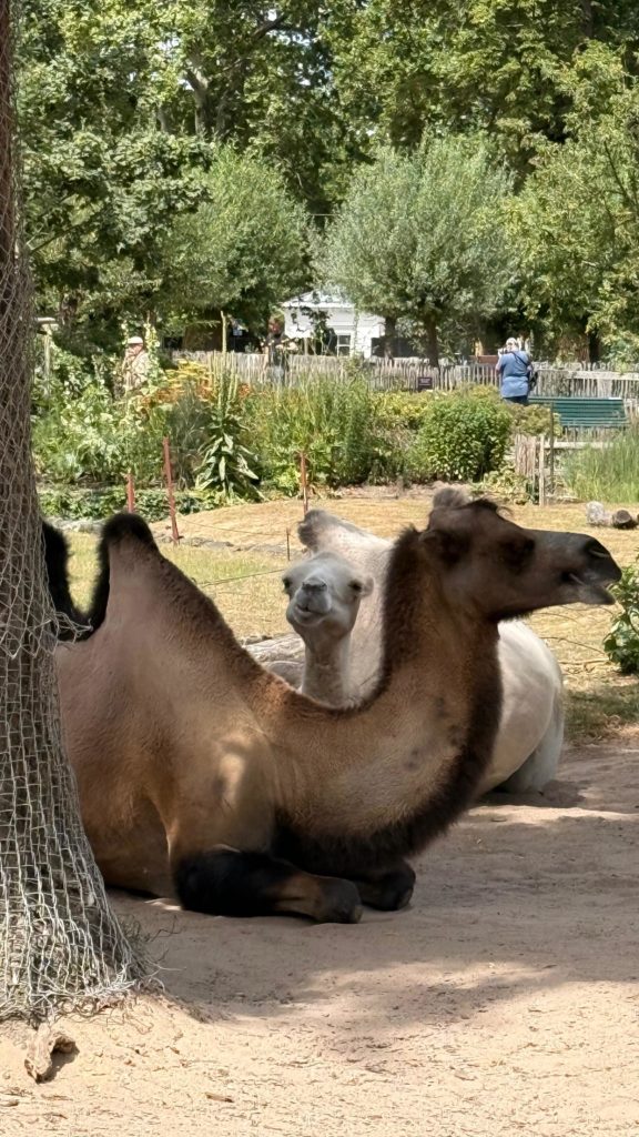 Ferienfreizeit 2026 in Köln – Tag 3 im ZOO