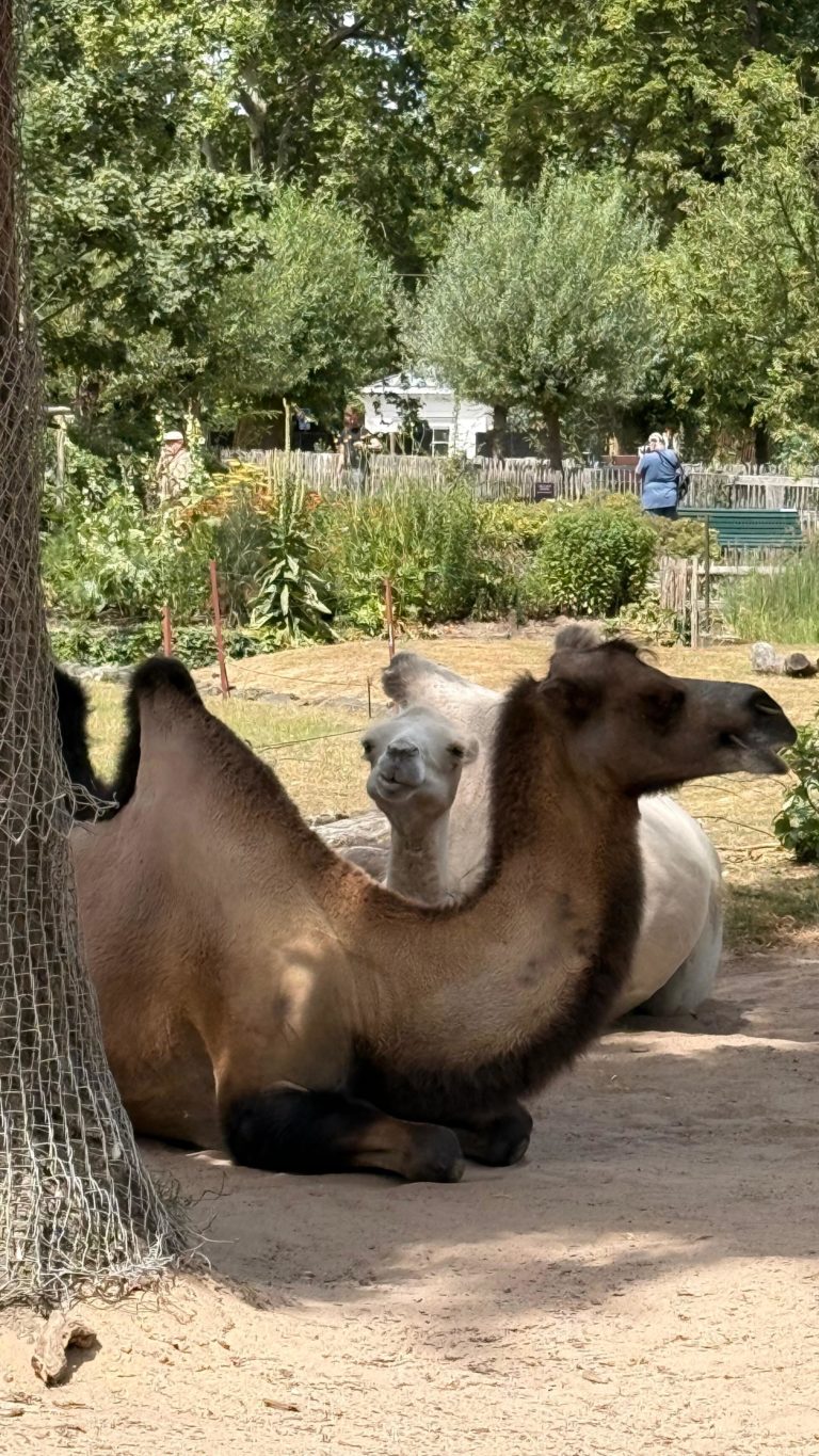 Ferienfreizeit 2026 in Köln – Tag 3 im ZOO