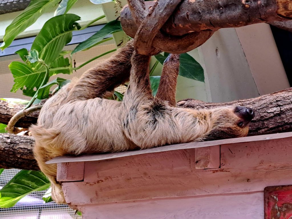 Ferienfreizeit 2026 in Köln – Tag 3 im ZOO